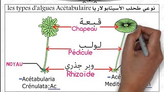 La nature de linformation génétique Partie 2 2BACSVTSPC طبيعة الخبر الوراثي ثانية بكالوريا [upl. by Danete200]