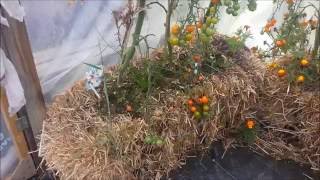 Growing Tomatoes In Straw Bales [upl. by Elizabeth]