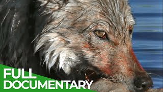 White Wolf  Life amp Death of the Hayden Valley Pack  Part 1  Free Documentary Nature [upl. by Guenevere166]