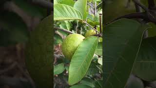 Lets pluck some guavas trending fruit organic [upl. by Annhoj68]