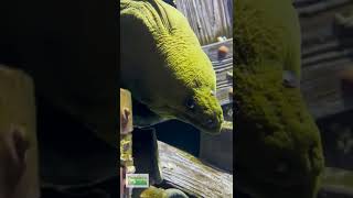 MASSIVE Green Moray Eel [upl. by Derrek]