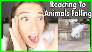 Reacting To Animals Falling [upl. by Linc]