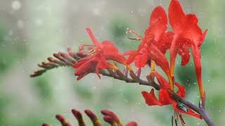 How to Grow Crocosmia [upl. by Marjory818]