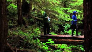 Alaska Rain Forests Abundant in Life [upl. by Nonez]