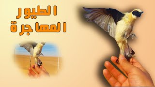 اقوى فخ لصيد العصافير [upl. by Greggs970]