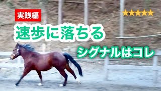 434駈歩が速歩に落ちるシグナルはこれ！【実践編】 [upl. by Babb97]