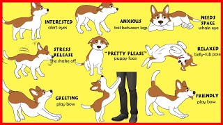 Dogs Body Language Explained [upl. by Leavelle]