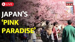 Japan Cherry Blossom Season LIVE  Tourists Locals Enjoy Early Start of Cherry Blossoms in Tokyo [upl. by Biegel]