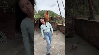 A big rooster that can understand human language a famous rooster on the Internet a fighter am [upl. by Vaas]