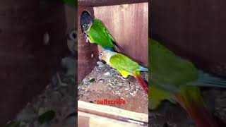 egzonibrahimi birds lovebirdsofig lovebird parrot lovebirdsaspats lovesign birdslover [upl. by Billi]