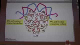 49 Kevin Aherns Biochemistry  Gene Expression in Prokaryotes [upl. by Okimuk127]