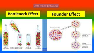 Difference Between Bottleneck Effects and Founder Effects [upl. by Bywaters]