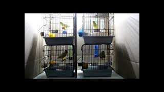 Waterslager Malinois 2023 birds bird muhabbetkuşu kanarya kanarienvogel goldfinch amazing [upl. by Ermey757]