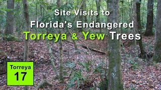 Site Visits to Floridas Endangered Torreya and Yew Trees [upl. by Sira]