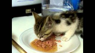 Hungry kitten speaks while eatingflv [upl. by Strickland]