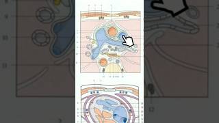 Coupe axiale du thorax T5 anatomy medecine science anatomie medicalstudent [upl. by Reynard]