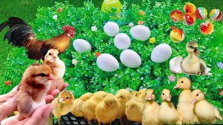 Super Fun Adventure CatchingAdorable Chicks and Ducklings for Kids  Baby funny video [upl. by Esdras]