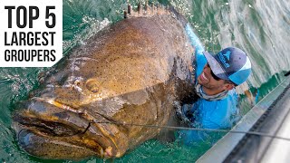 Top 5 Largest Goliath Groupers Caught [upl. by Sitelc]