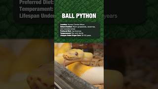 Reptiles For Beginners  Ball Python [upl. by Ramedlav695]