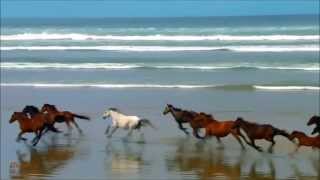 CAVALLI IN LIBERTAHORSES FOR FREEDOM Relaxing video in HD [upl. by Miehar]