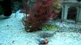 Green Spotted Puffer Vs Red Claw Crab [upl. by Carboni]