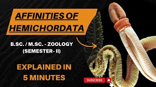 Affinities Of Hemichordata Balanoglossus BSc  MSc Semester II  Zoology [upl. by Nemajneb]