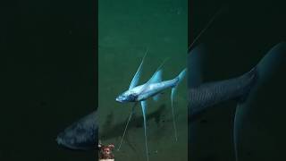 Trigon fish amazingfacts tripod shark factsinhindi animals [upl. by Farica104]