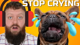 How To Stop Your Dog From Crying And Whining Now [upl. by Noella]