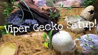 VIPER GECKO SETUP [upl. by Anastase]