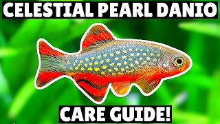 Celestial Pearl Danio Care Guide  Amazing Nano Fish [upl. by Thibault]