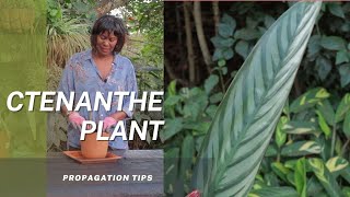 Ctenanthe Prayer Plant Step by step propagation tips on how to multiply your Prayer Plant [upl. by Yancy]