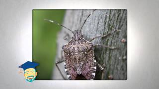 Ask the Pest Professor Stink Bugs [upl. by Biebel666]