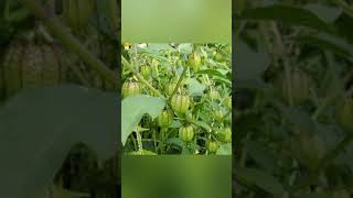 AMAZING HEALTH BENEFIT OF CIPLUKAN PLANT PHYSALIS ANGULATA DiscoveryHH [upl. by Ardnasirk]