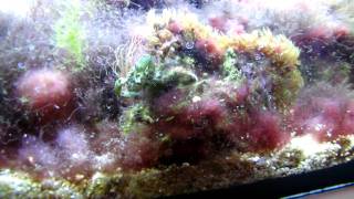 Mithrax sculptus eating algae [upl. by Durst]