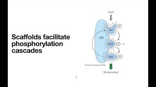 Receptor Tyrosine Kinases – insulin receptor INSR etc [upl. by Eelyak775]