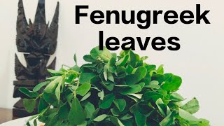 Benefits of Fenugreek leaves Methi saag [upl. by Tomaso]