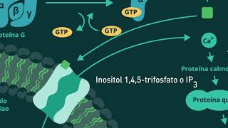 Receptores acoplados con proteína G y segundos mensajeros derivados de fosfatidilinositol [upl. by Gaeta]