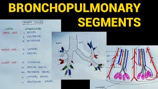 Bronchopulmonary Segments  Lungs Anatomy  EOMS [upl. by Jac623]