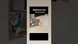 Diabetes In Cat  Plantigrade Posture  Vet drugs [upl. by Ardelis]