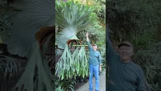 Spectacular Staghorn Fern Varieties staghorn ferns shortvideo [upl. by Ahse]