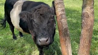 Chilling with the Belted Galloways and discussing tameness and milking  Belted Galloway Homestead [upl. by Ayel]