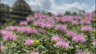 Beautiful Bee Balm [upl. by Ahsenwahs702]