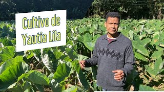 Producción y técnica de cultivo de yautia cocaLila por Jose Abreu en Constanza [upl. by Lorac32]