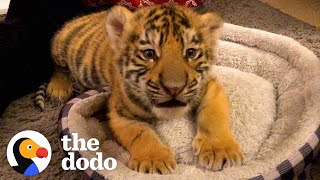 A Year In The Life Of A Baby Tiger  The Dodo Little But Fierce [upl. by Irem153]