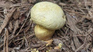 Pigskin Poison Puffball [upl. by Enywtna]