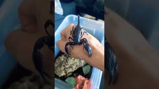 H laoticus coolest scorpion ever 🦂 inverts love music [upl. by Moazami]