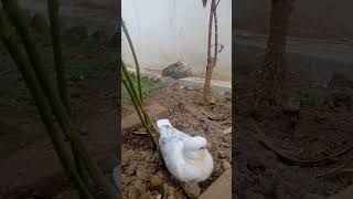 Baby Ringneck Dove 710 [upl. by Simon539]