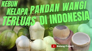 WOW KELAPA PANDAN WANGI TERLUAS DI INDONESIA  LOKASINYA DI SUMATERA UTARA [upl. by Annaer697]