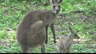 【ほっこり】カンガルーの親子が可愛い❤ Cute baby kangaroo and mother 123【Cute animal baby videos】【こども動物自然公園】 [upl. by Nwahsit229]