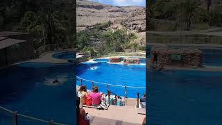 Palmitos Park dolphins show shorts [upl. by Spillihp86]